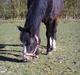New Forest Cherie