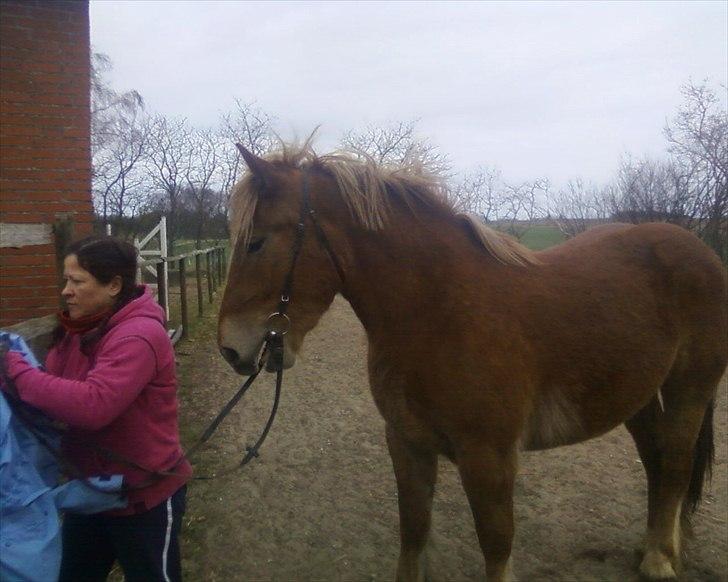 Anden særlig race Emmelie - 050412 første gang med hovedtøj billede 10