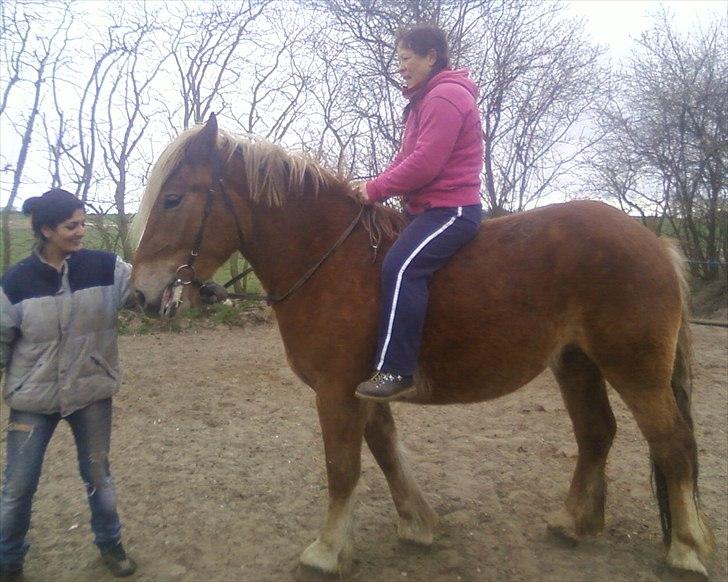 Anden særlig race Emmelie - 050412, første gang med hovedtøj og rytter billede 11