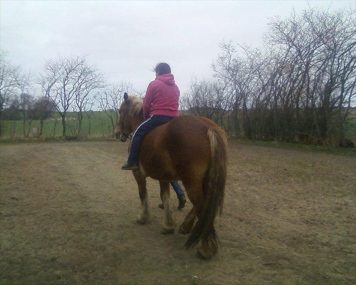 Anden særlig race Emmelie - 050412, første gang hun har hovedtøj og rytter på billede 12