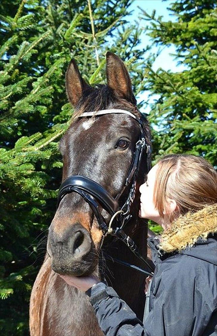 Anden særlig race Haahr's Cassio (Tidl. Lånehest) - Drengen og jeg :-* Holder allerede SÅ meget af ham <3
Foto: MHN-FOTO. billede 7
