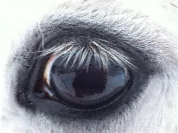 Anden særlig race Casmihr - Smukke øje <3 billede 1