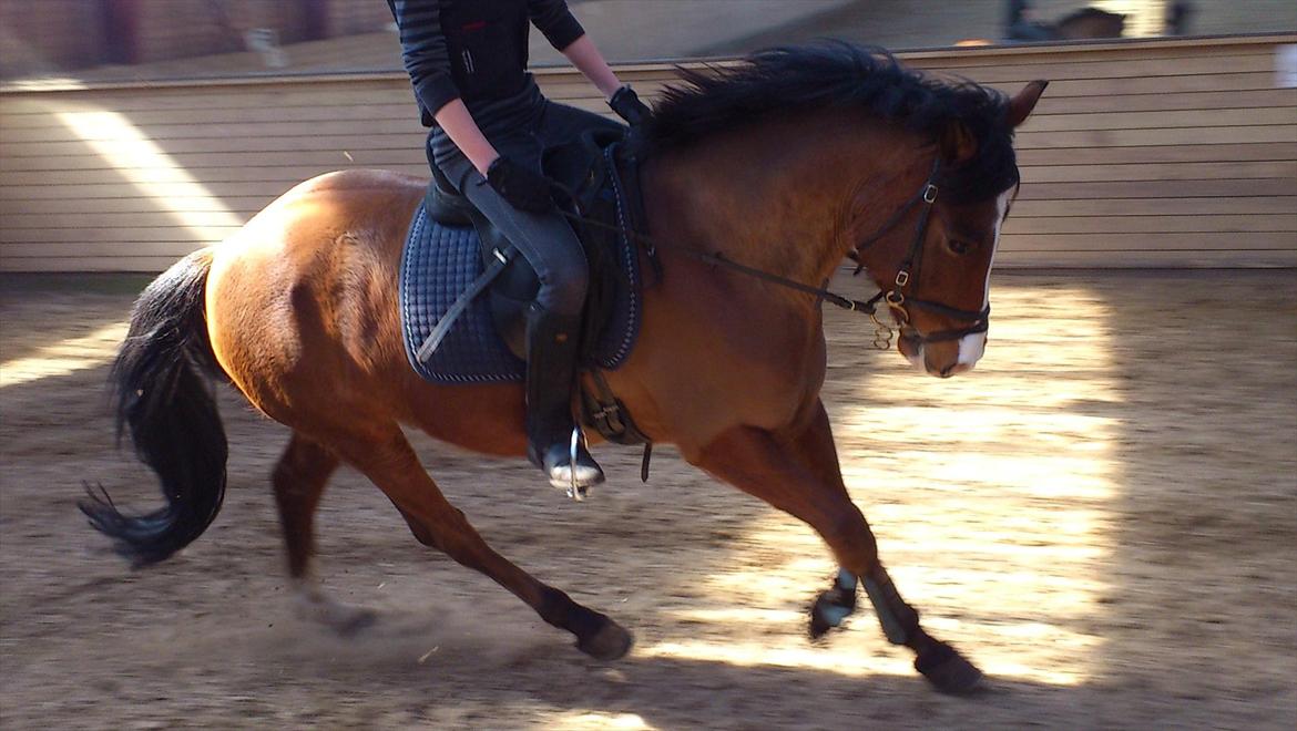 New Forest Cocio (Solgt) - Den lille pony.. 
- Han har ikke rigtig nogen balance i gallop endnu :-) billede 13