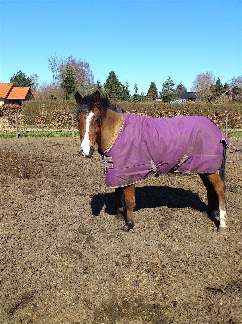 New Forest Cocio (Solgt) - Cocio i lilla! <3 billede 14