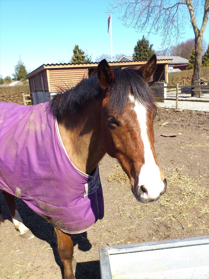 New Forest Cocio (Solgt) billede 15