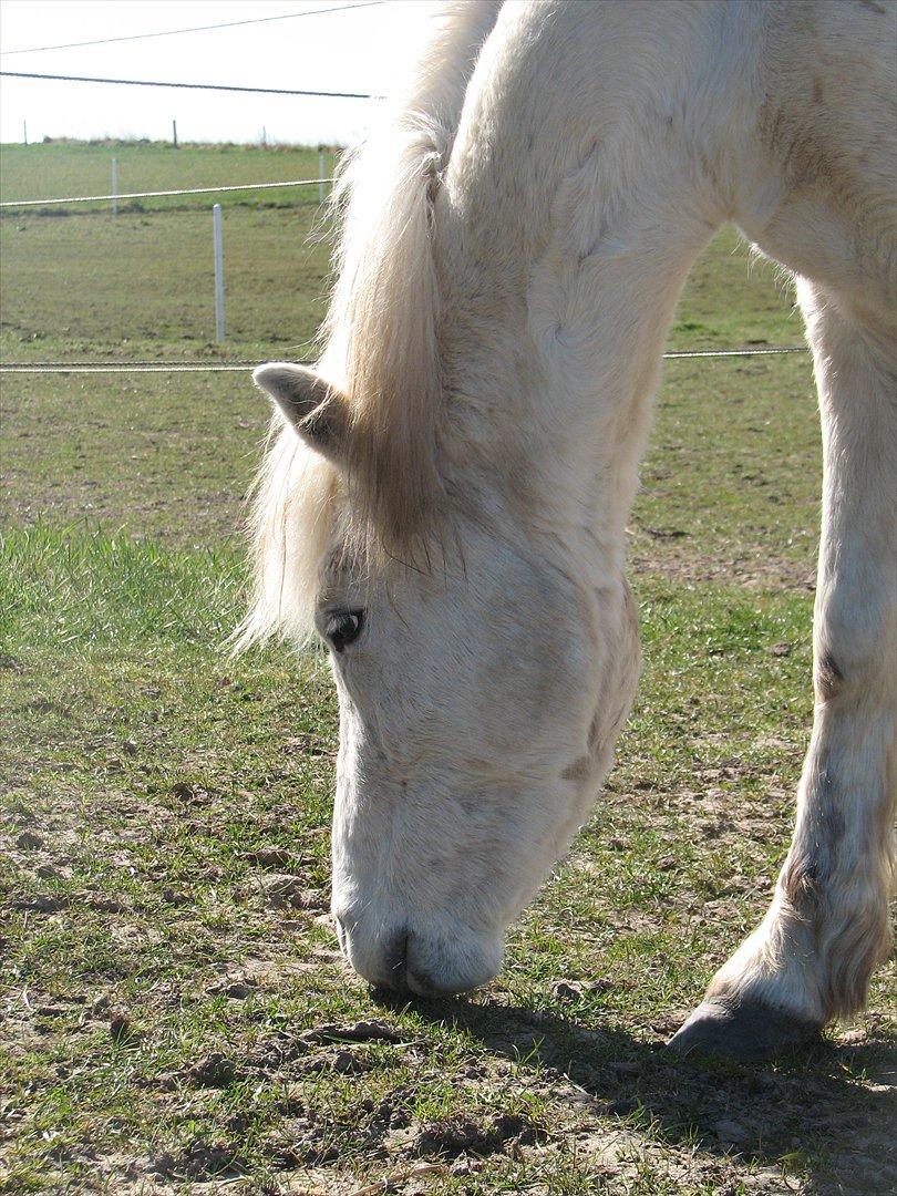 Anden særlig race Idefix (Følle/bette mand) billede 7