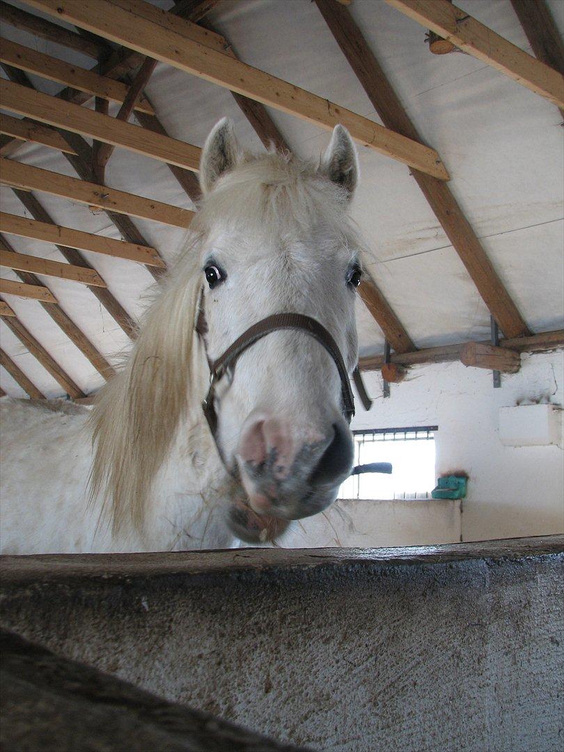 Anden særlig race Idefix (Følle/bette mand) billede 9