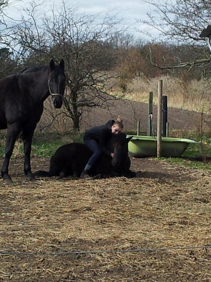 Anden særlig race Pony(Rider) - Dette billed siger mere end tusind ord!<3:* billede 2