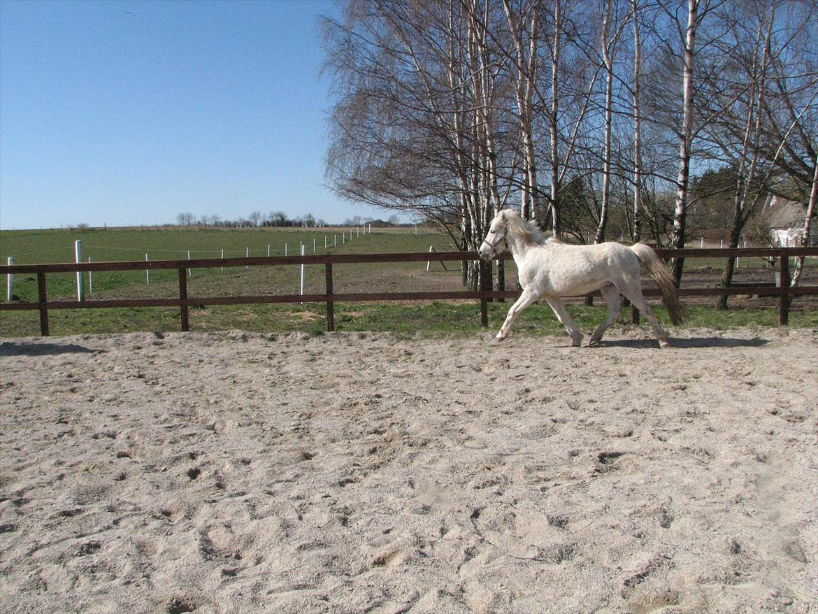 Anden særlig race Idefix (Følle/bette mand) billede 12