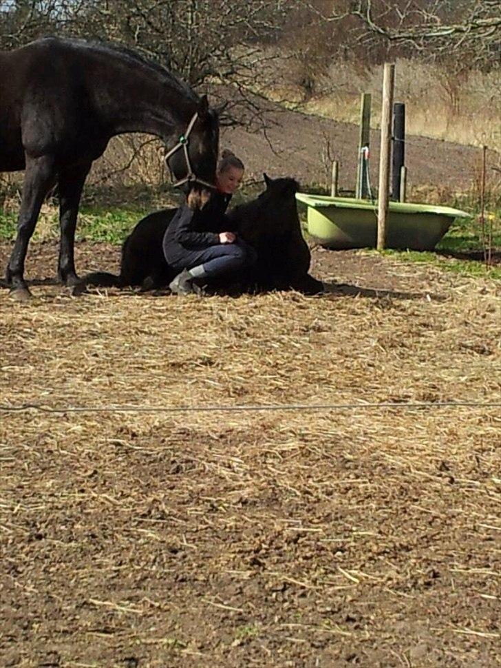 Anden særlig race Pony(Rider) - Verdens bedste pony:* billede 8