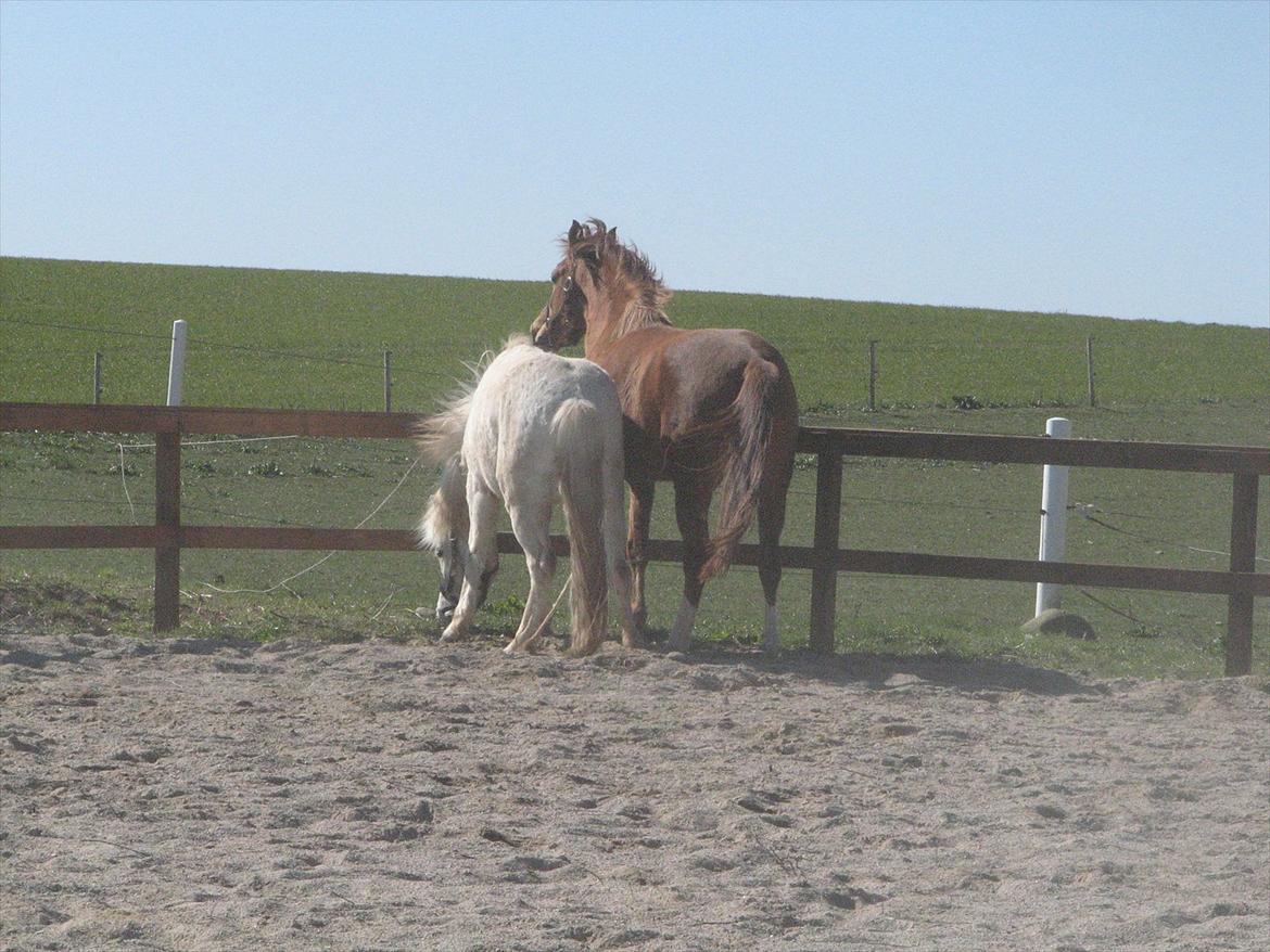 Anden særlig race Idefix (Følle/bette mand) billede 13