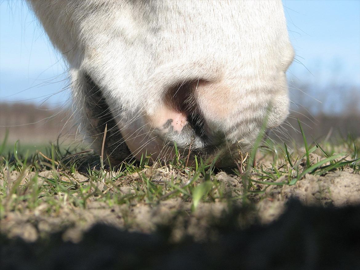 Anden særlig race Idefix (Følle/bette mand) billede 8