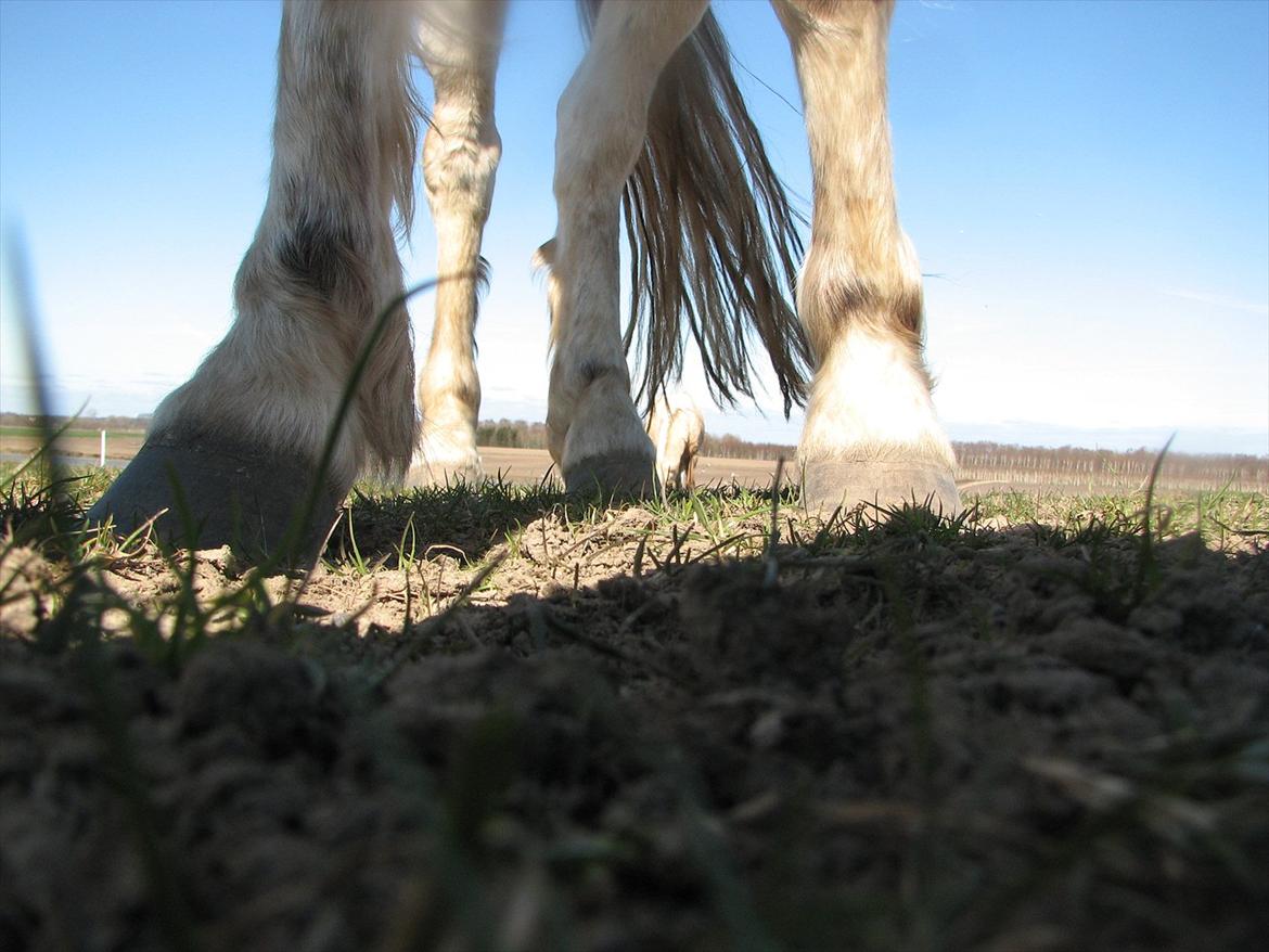 Anden særlig race Idefix (Følle/bette mand) billede 10