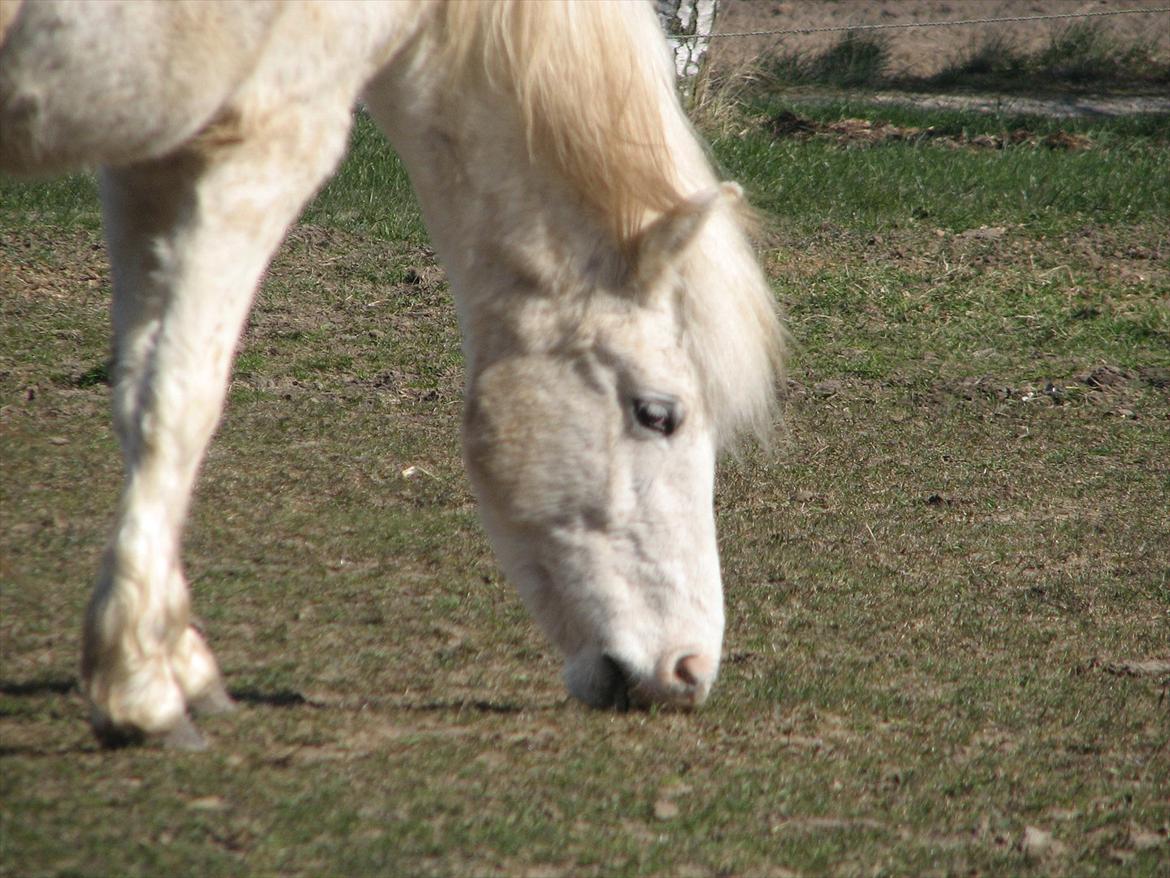 Anden særlig race Idefix (Følle/bette mand) billede 11