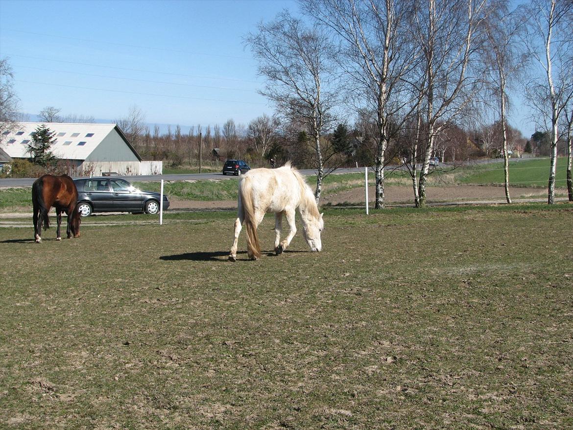 Anden særlig race Idefix (Følle/bette mand) billede 14