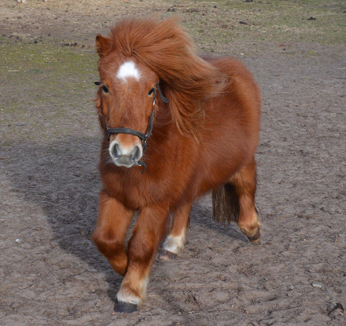 Anden særlig race Møllegårdens Kajser - 5-årige Kajser, april 2012 billede 14