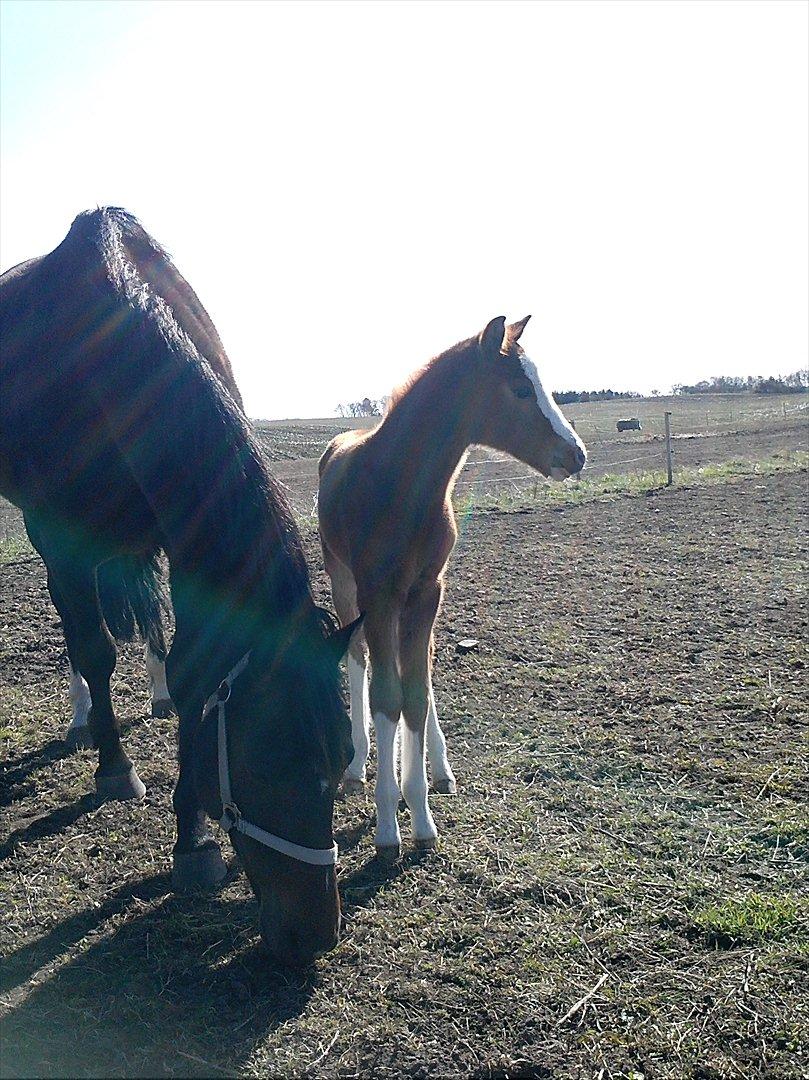 Welsh Partbred (Sec F) Struntze's Wanna' Play R.I.P - 4/4 12 billede 9