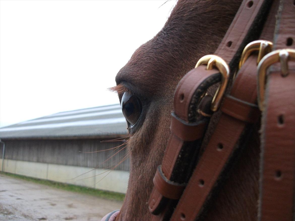 Anden særlig race Ponygården's Megara - Megara's smukke, smukke øje<33
"Hvad man gør ved andre, gør de det samme mod en selv!..." billede 5