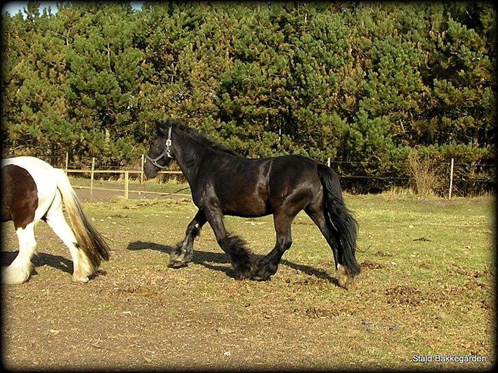 Irish Cob Black Irish Blackie - smukke Blackie billede 10