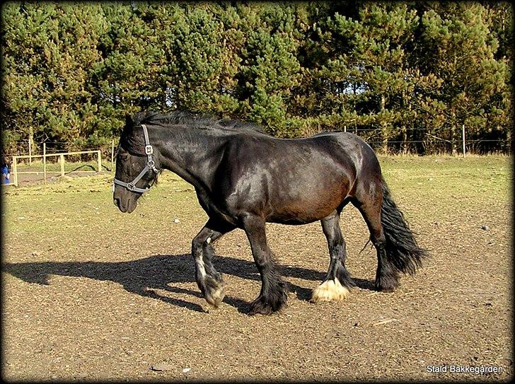 Irish Cob Black Irish Blackie billede 11