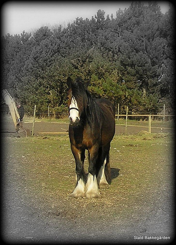 Irish Cob Black Irish Blackie - Afkom 2008, Bakkegårdens Blossom  billede 12