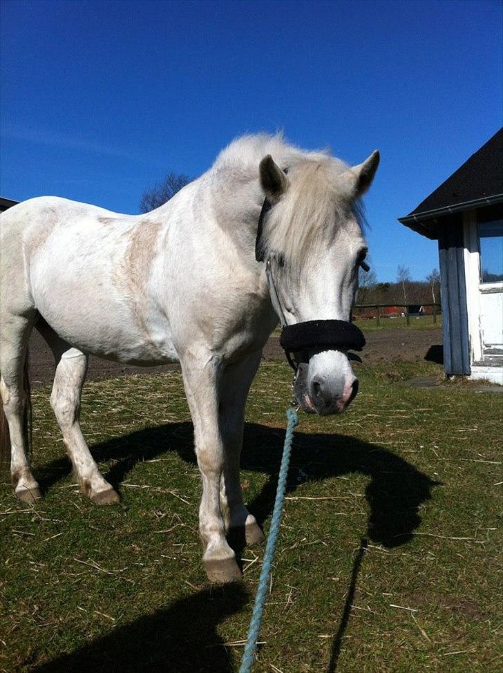 Anden særlig race Duchess billede 11