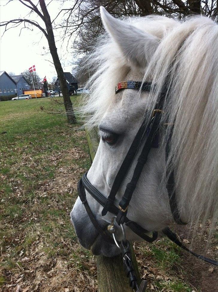Anden særlig race Duchess billede 12