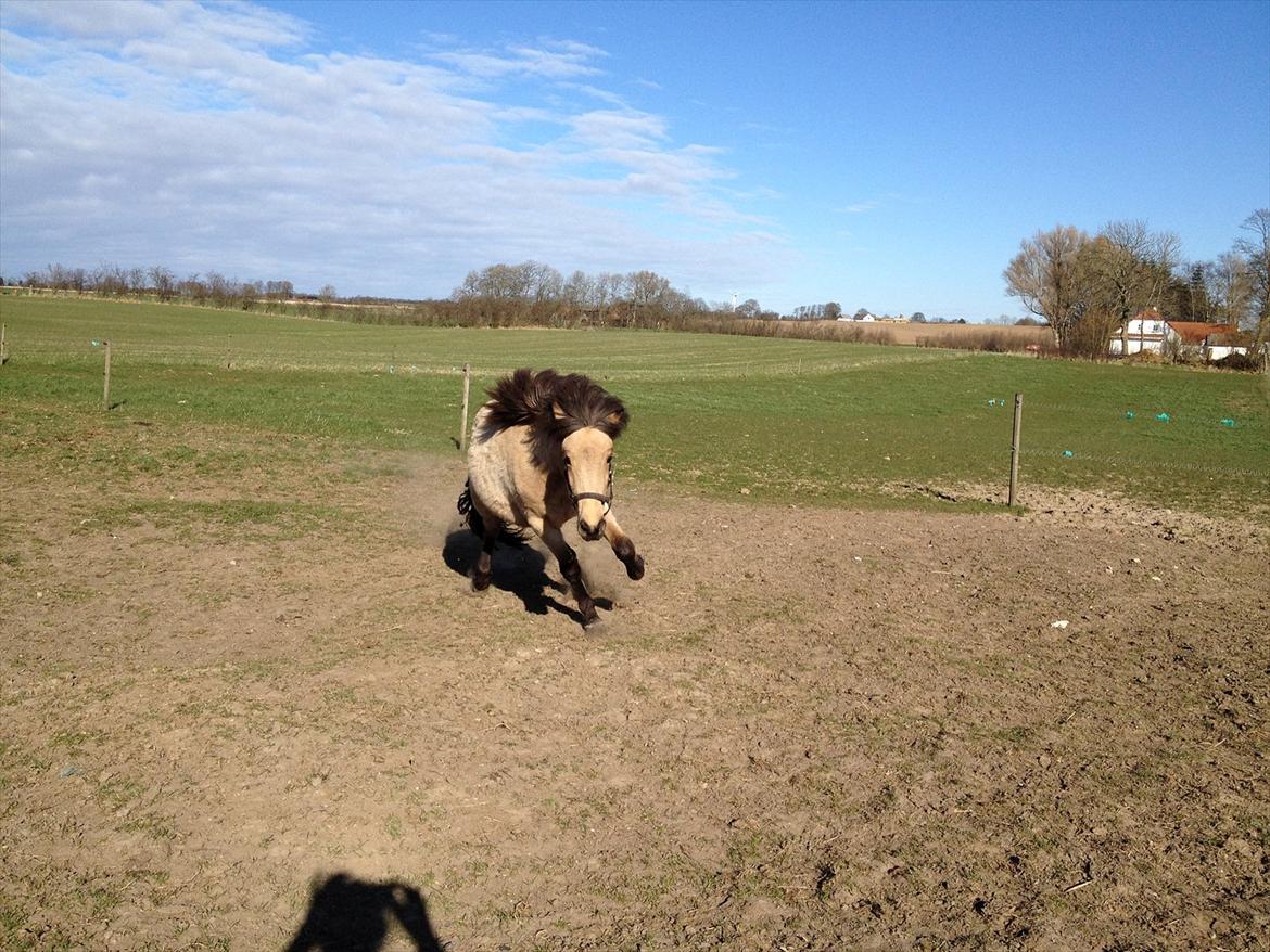 Islænder Disa fra Bøgvad - fuld fart frem. d. 05-04-12 billede 11