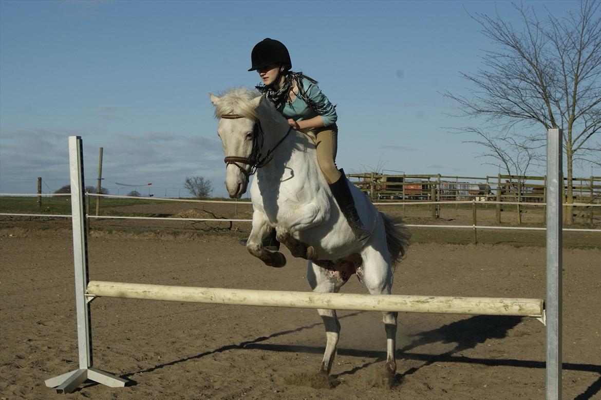 Knabstrupper Norring's Trinity [Låne Pony] - Første gang jeg springer uden saddel (:
5-4-12<3 billede 13