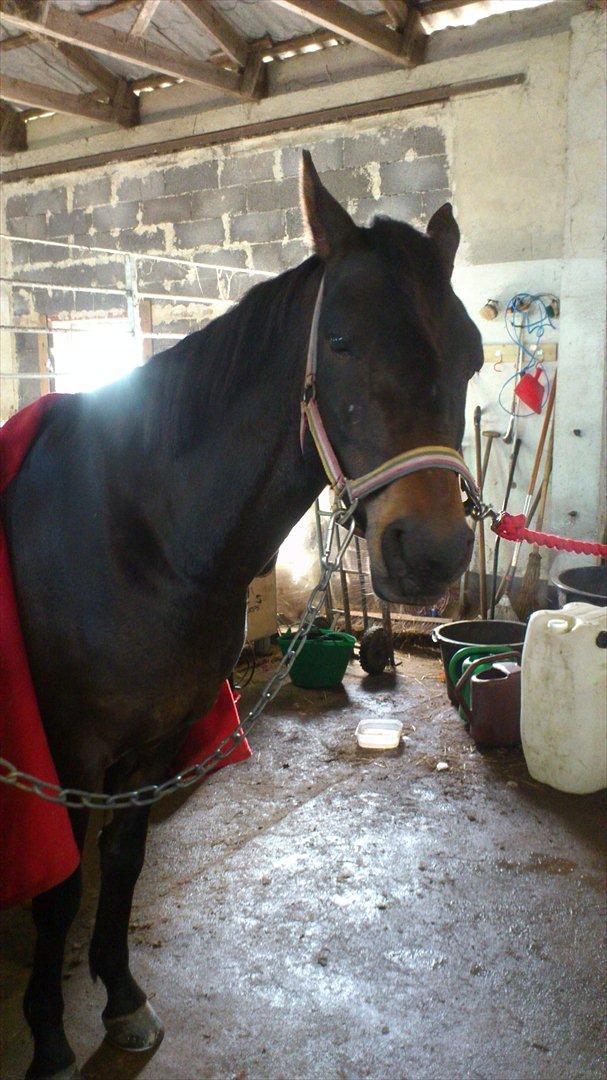 DSP Racing Tai Vil altid være elsket!! <3<3 billede 9