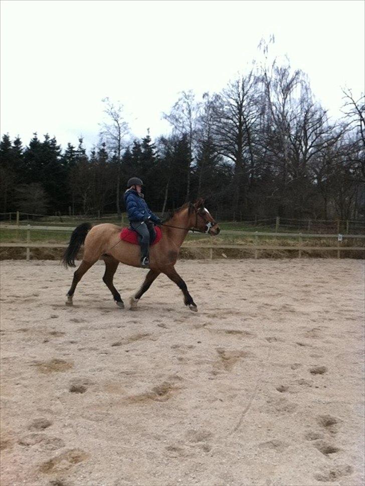 Anden særlig race Luna - Træning i øgning :) billede 16