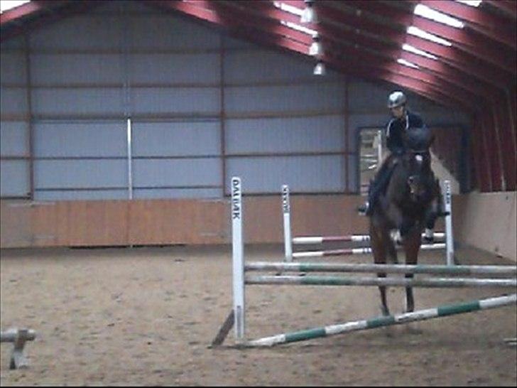 Dansk Varmblod Libaks Galaxy billede 1