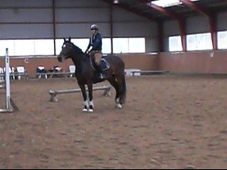 Dansk Varmblod Libaks Galaxy billede 2