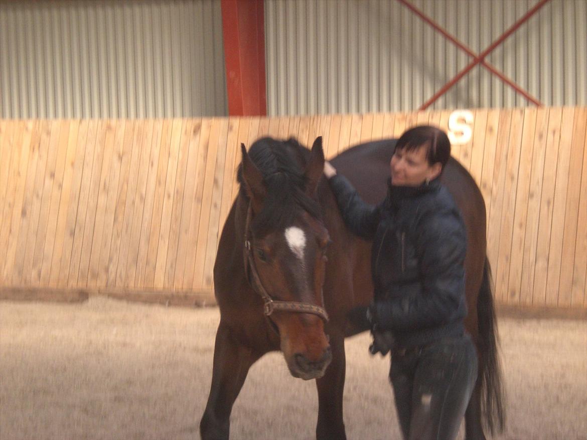 Dansk Varmblod Libaks Galaxy billede 3