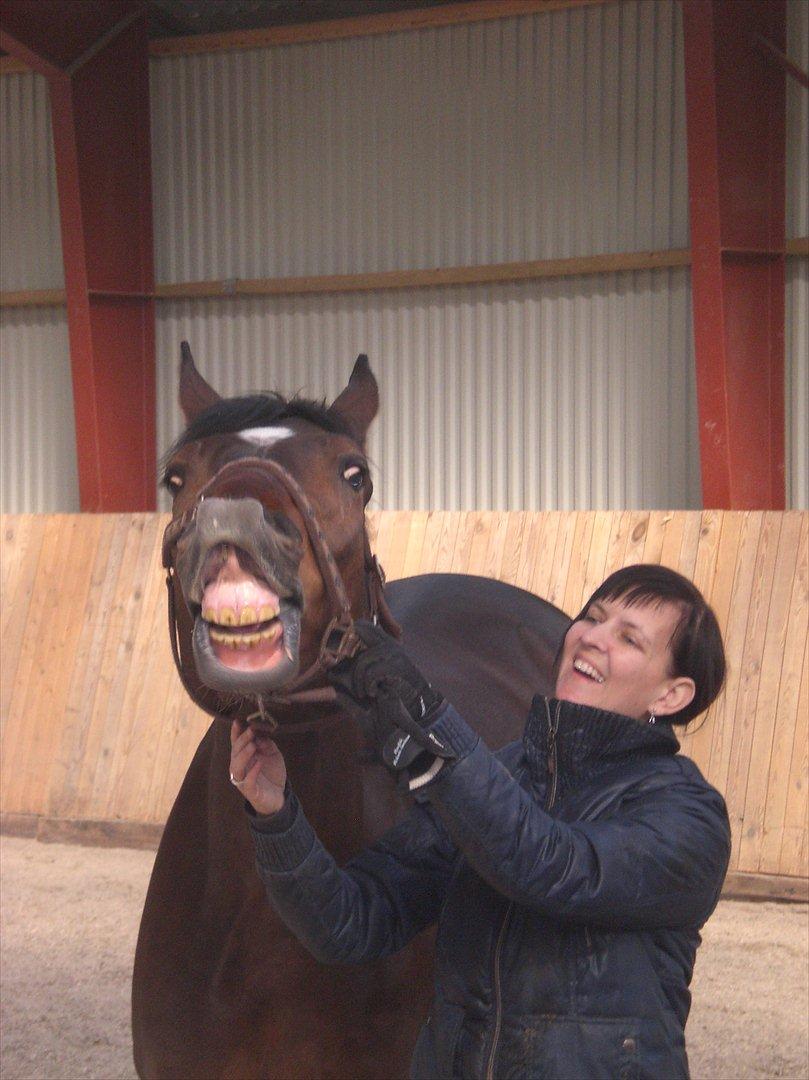 Dansk Varmblod Libaks Galaxy billede 4