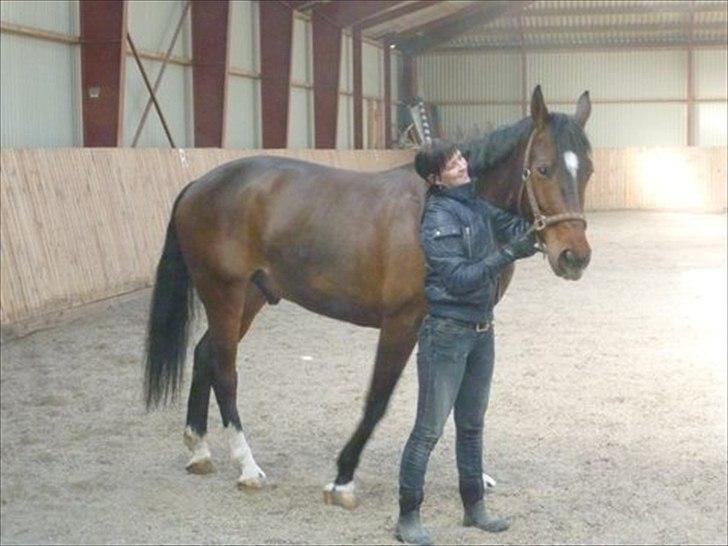 Dansk Varmblod Libaks Galaxy billede 5