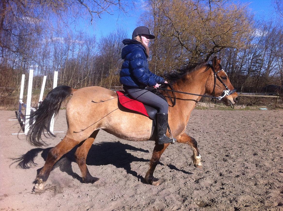 Anden særlig race Luna - På springbanen :D billede 11