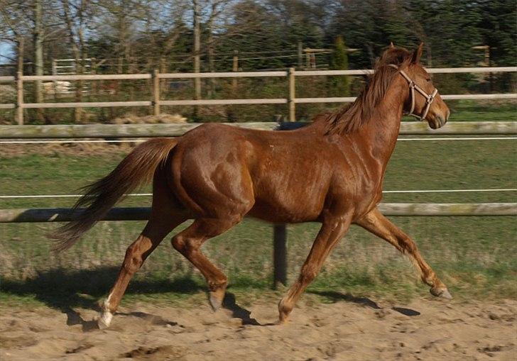 DSP Nørlunds Absatz - Fri trav, løs på ridebanen. billede 1