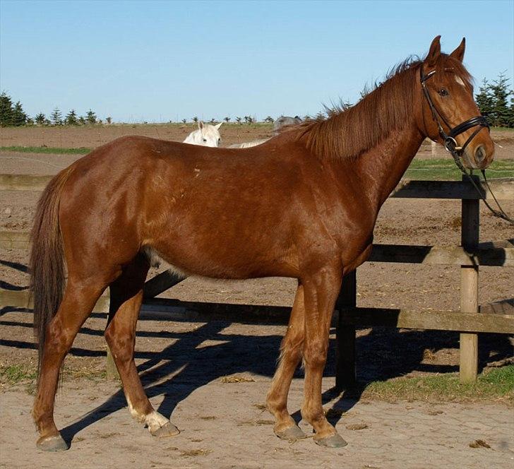 DSP Nørlunds Absatz - Billed af ham ved rundtunden inden ridning. billede 2