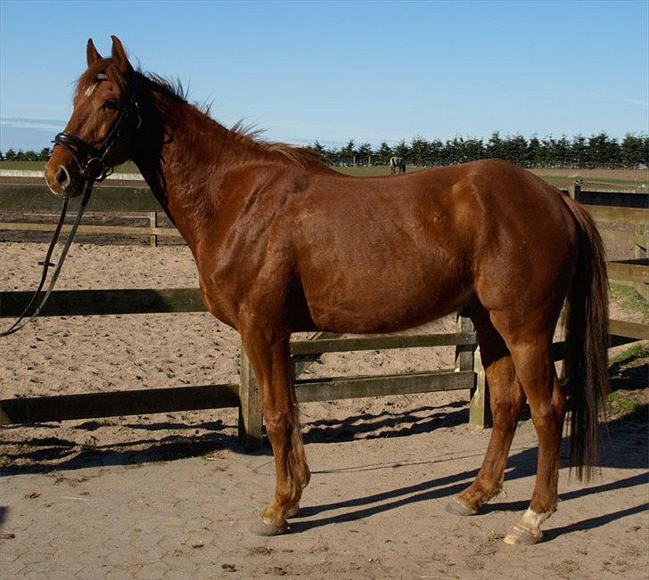 DSP Nørlunds Absatz - Billed af ham kun med hovedtøj på inden ridningen. billede 3