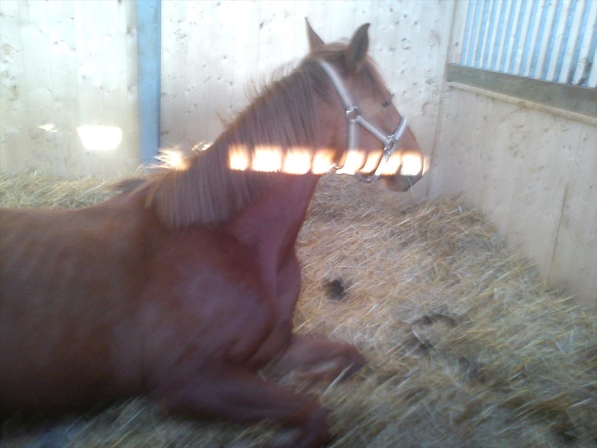 DSP Nørlunds Absatz - Tog ham lige på sengen idag inden jeg kørte hjem. 5.4.12 billede 4