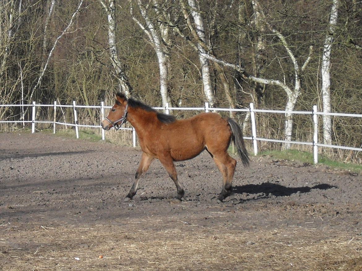 New Forest Horsemosens Erfa - Erfa, april 2012 billede 13