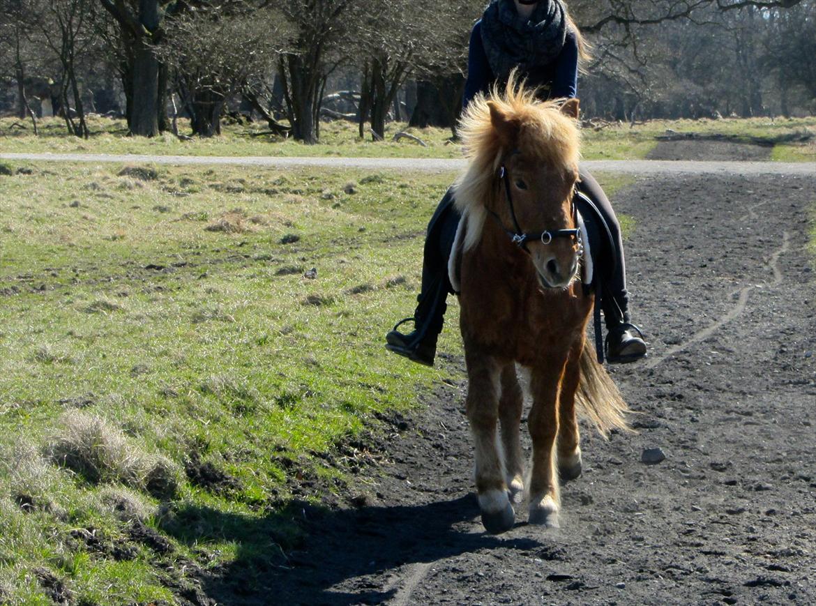 Islænder Halli fra Dyrehavegård <3 - Den skønneste Halli i skoven, med tilsvarende skønt vejr, i påsken ;)

April 2012. billede 6