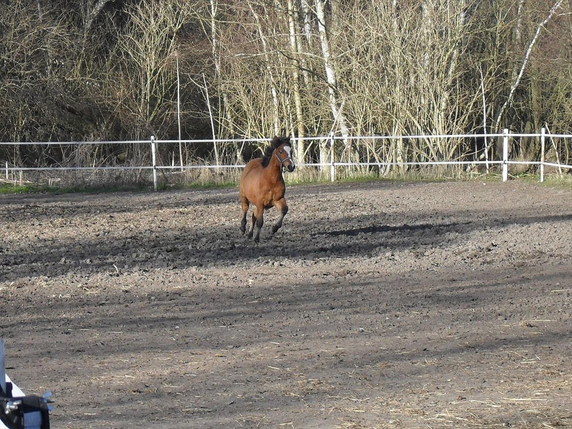 New Forest Horsemosens Erfa - Erfa, april 2012 billede 14