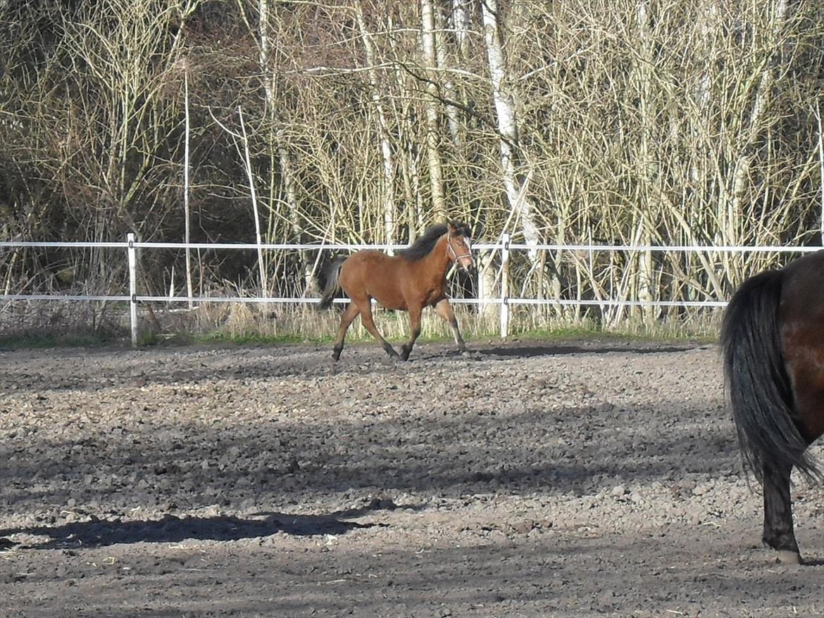 New Forest Horsemosens Erfa - Erfa, april 2012 billede 15