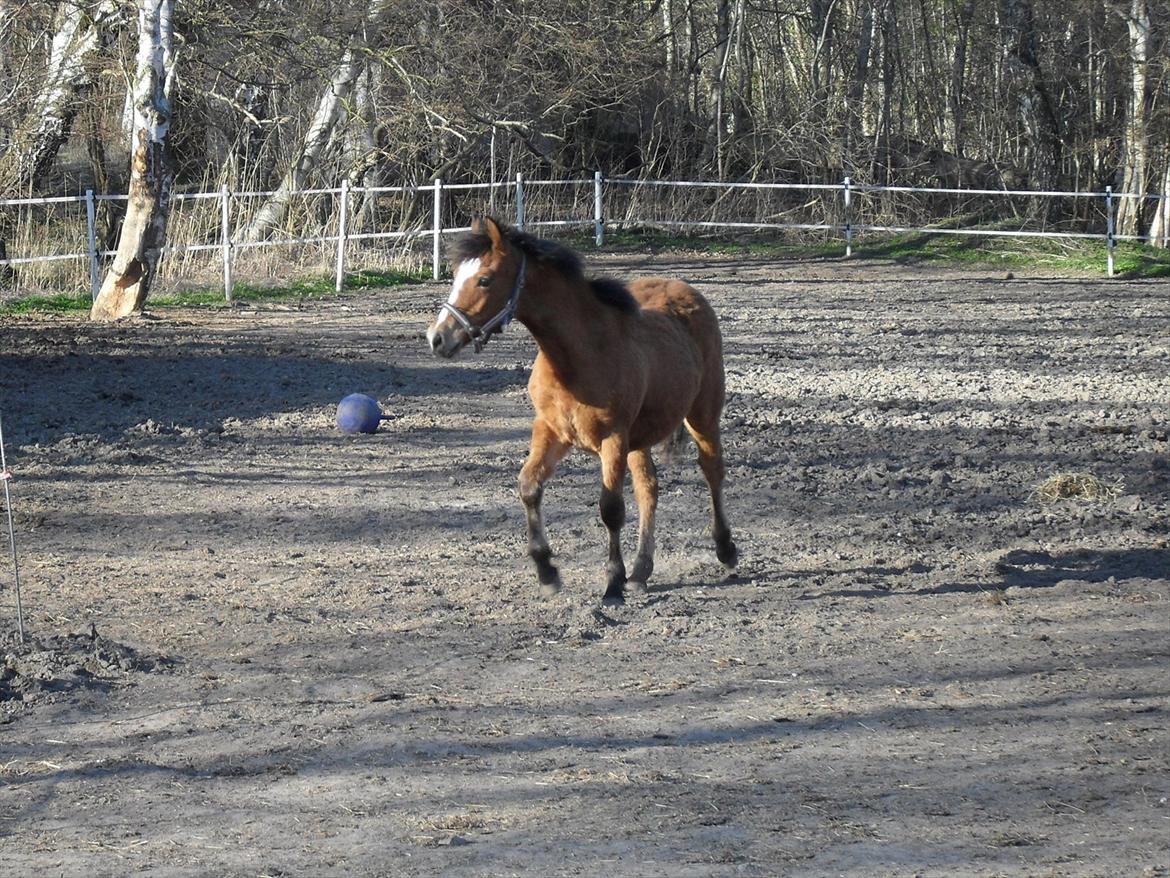 New Forest Horsemosens Erfa - Erfa, april 2012 billede 16