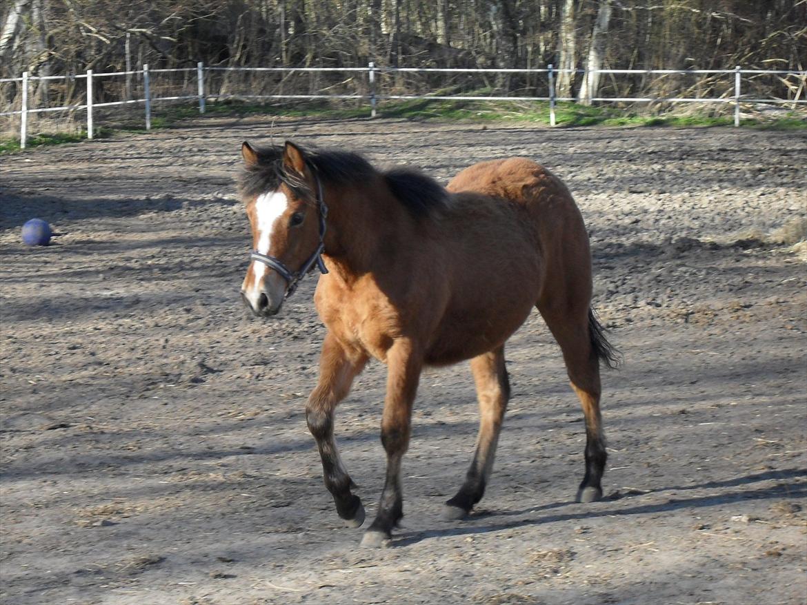 New Forest Horsemosens Erfa - Erfa, april 2012 billede 17