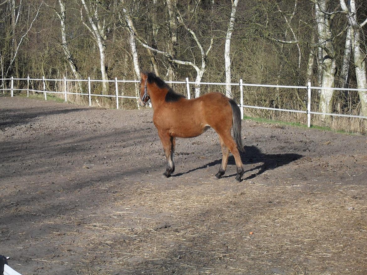 New Forest Horsemosens Erfa - Erfa, april 2012 billede 18