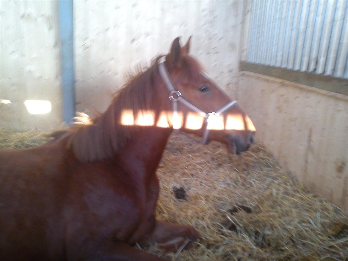 DSP Nørlunds Absatz - Bassemanden slapper af efter en hård dag som fotomodel:P billede 5