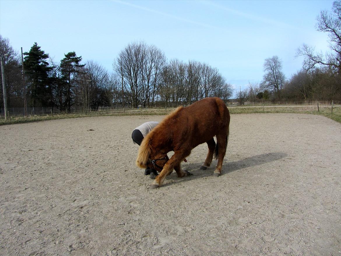 Islænder Halli fra Dyrehavegård <3 - Et lidt bedre forsøg på at neje - han bliver så dygtig, den bette hest! <3 :D

April 2012. billede 10